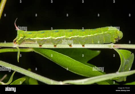 Vivid green horned caterpillar of Australian hawk moth Acosmeryx anceus ...