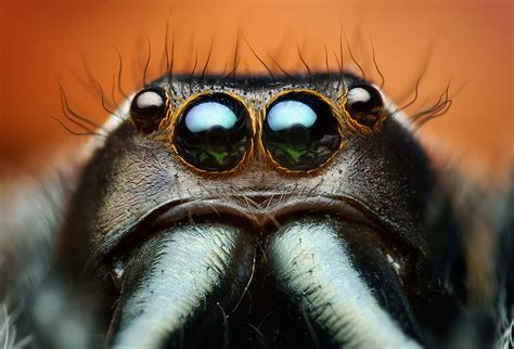 Macro Photos Of Cute And Cuddly Jumping Spiders by Thomas Shahan ...