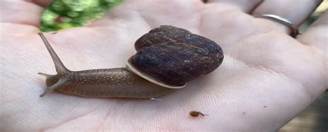 A Guide Cute Pet Snail Names For Your Lazy Creatures