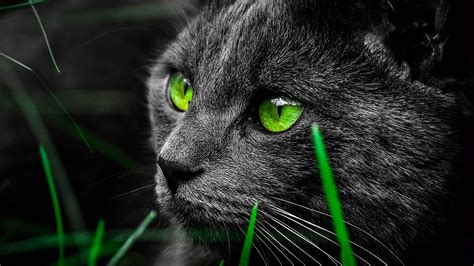 Black Cat HD Wallpapers - Wallpaper Cave