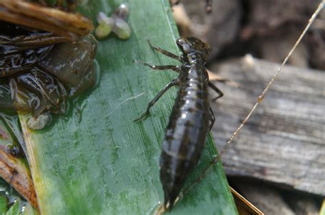 Dragonfly Nymph Dragonfly Larvae, Pond Life, Environmental Education ...