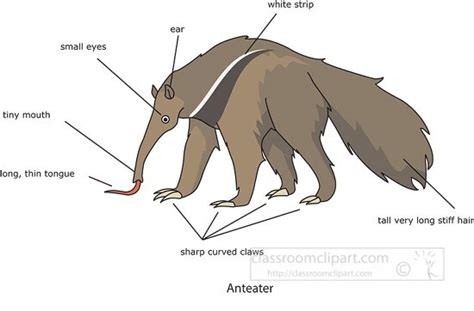 Anteater Tongue Anatomy