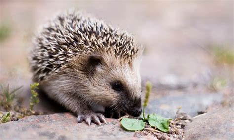 European Hedgehog | The Animal Facts | Appearance, Diet, Habitat