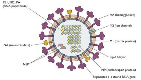 Structure of influenza virus | Virology Blog