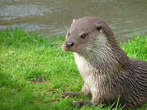 Japan declares its river otter extinct