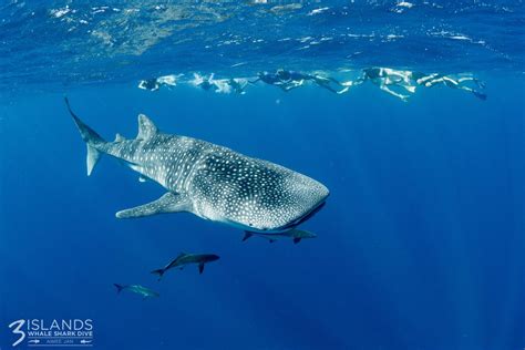 Can a Whale Swallow a Human? | Three Islands Whale Shark Dive