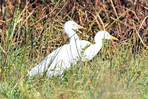 Cattle Egret - Big Year Birding