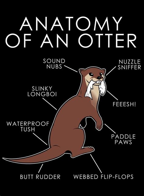 Anatomy of an Otter by artwork-tee | Otters, Funny animal jokes, Anatomy