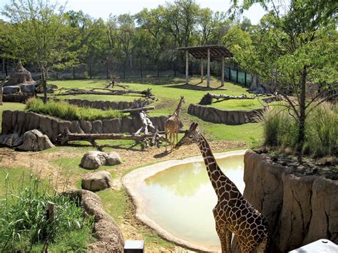 Dallas Zoo | Animals, Conservation, Education | Britannica