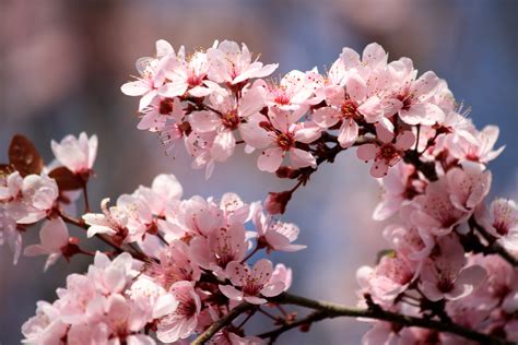 Pink Plum Blossoms Picture | Free Photograph | Photos Public Domain