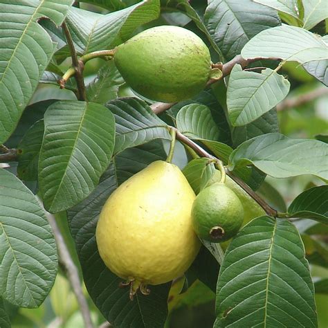 Polynesian Produce Stand : ~BEAUMONT PINK GUAVA~ Psidium guajava Red ...