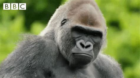 Angry Mood GIF by CBBC - Find & Share on GIPHY | Mood gif, Gif, Gorilla