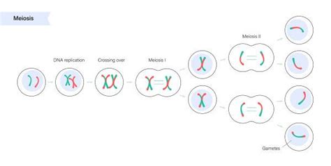 Haploid Cell - The Definitive Guide | Biology Dictionary