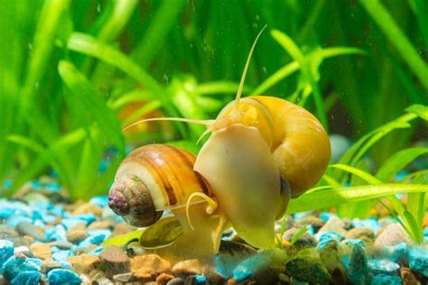 Aquarium Snails: What To Keep And What To Avoid | BeChewy