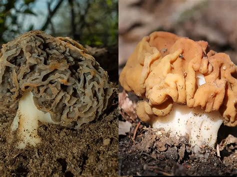 What is the Difference Between a Real Morel and a False One? – Mushroom ...