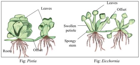 Stolon, offset and rhizome are different forms of stem modifications ...