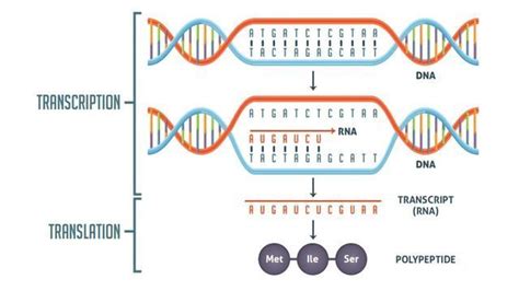 Transcription vs Translation Worksheet | Technology Networks