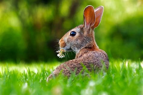 Bunny Rabbit Easter - Free photo on Pixabay - Pixabay