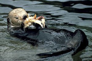 Sea otter | Description, Diet, Habitat, Behavior, & Facts | Britannica