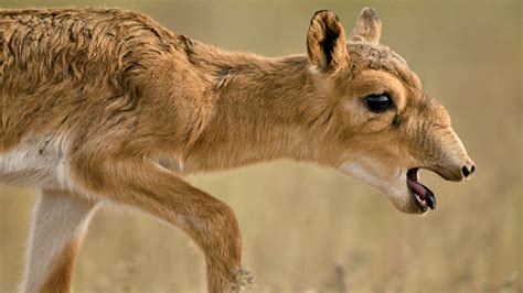 In "Steppe" with Saigas - NWF | Ranger Rick