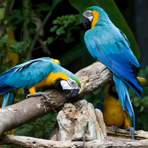 25 Blue Parrot Names: A Guide To Captivating Names