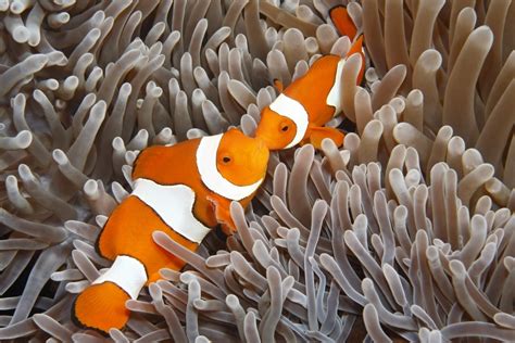 Clownfish In Anemone