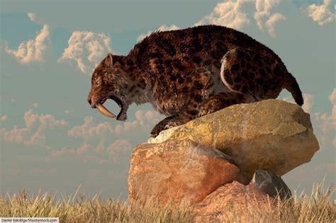 Smilodon Facts For Kids & Adults: Prehistoric Animal Info & Pictures