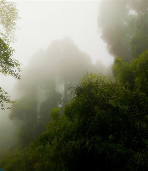 Sukna Forest, India [OC] [5632x4224] : r/EarthPorn