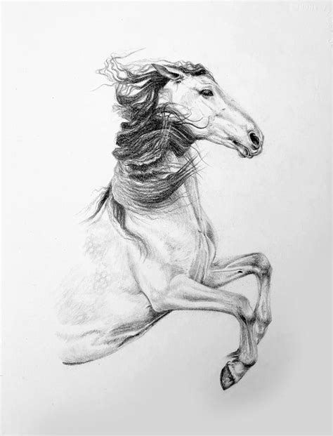 Spanish Horse Pencil Drawing Drawing by caroline towning | Saatchi Art