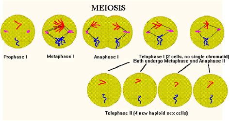 Meiosis vs. Mitosis