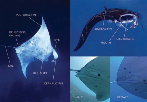 Manta Ray Anatomy Diagram