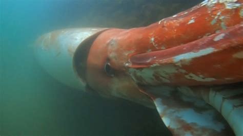 Giant Squid, Elusive Creature of the Deep, Gets a Vivid Close-Up - The ...