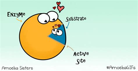 Metabolism & Enzymes | Biology - Quizizz