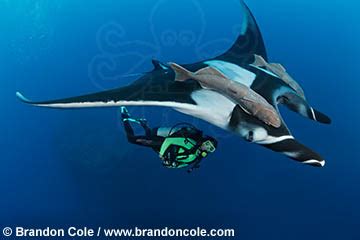 Giant oceanic manta ray - Alchetron, the free social encyclopedia