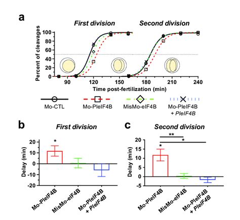 Microinjection of a morpholino directed against P. lividus eIF4B mRNA ...