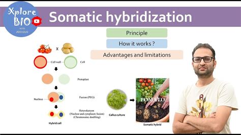 Somatic hybridization (Plant tissue culture)? Principle, how it works ...