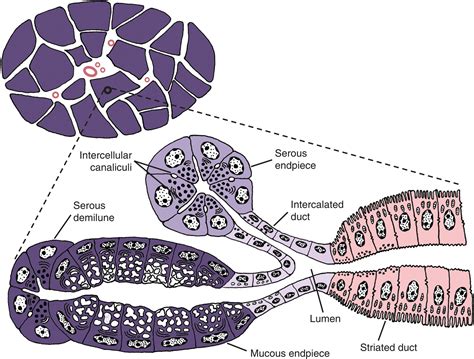 Sublingual Salivary Gland Duct