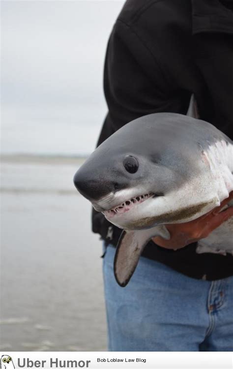 Baby shark! | Funny Pictures, Quotes, Pics, Photos, Images. Videos of ...