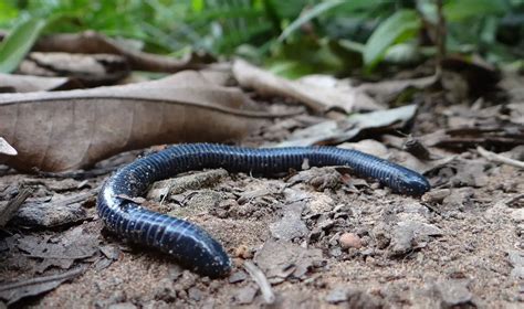 Ringed Caecilian | The Animal Facts | Appearance, Diet, Habitat, Behavior