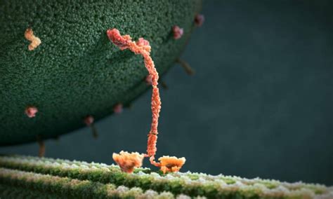 Kinesin Structure – IML 475