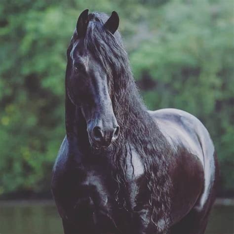 Black Horse Names: Top 300 Best Names For Black Horses | PetPress