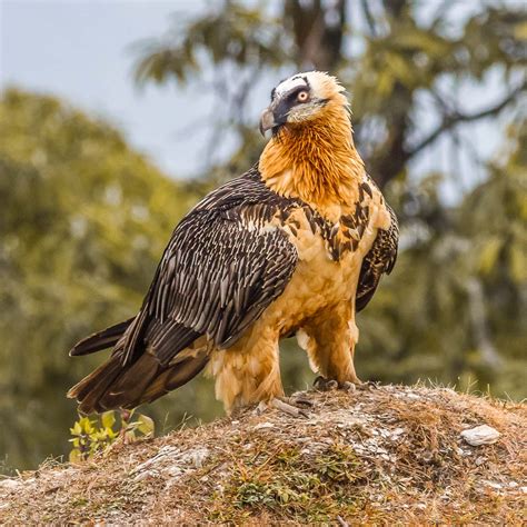 How is climate change affecting Bearded Vulture ranges? - British ...