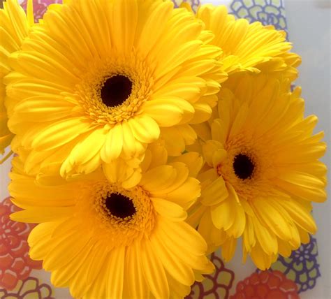 Yellow a gorgeous color | Color, Flowers, Plants