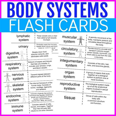 Human anatomy flashcards body systems printables – Artofit