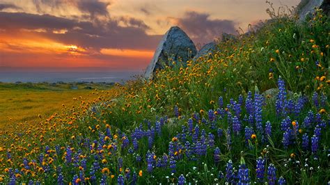 Texas Bluebonnet Wallpaper (39+ images)