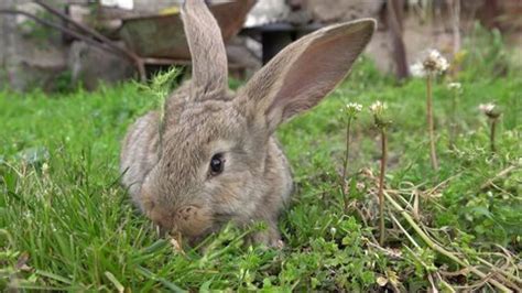 Very Cute Little Rabbit Bunny Eating Stock Footage Video (100% Royalty ...