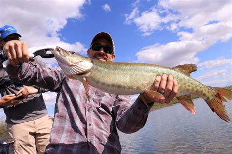 Muskellunge Brookie13 | www.roughfish.com