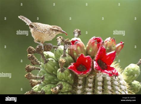 Cactus Wren Feeding on Sagaro Cactus Fruit Stock Photo - Alamy