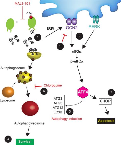 Figures and data in Unique integrated stress response sensors regulate ...