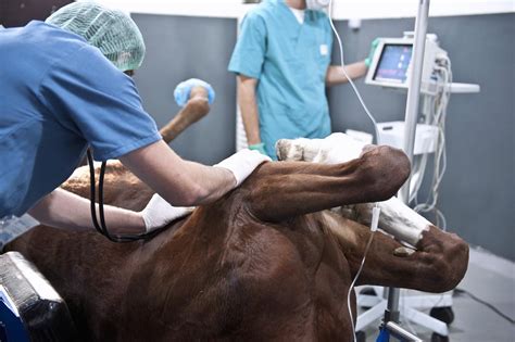 Colic Surgery in Horses: Indications, Procedure & Recovery Time | Mad Barn